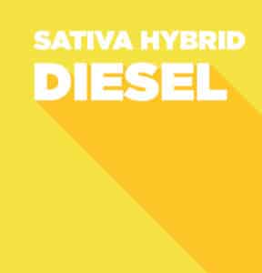 Diesel - Sativa Hybrid